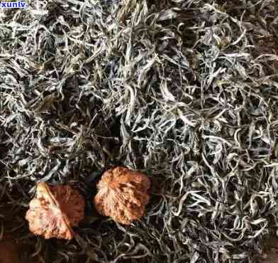 枯树茶价格：多少钱一斤？一盒又值多少？