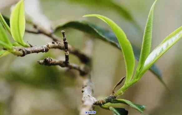 枯树茶的功效和图片-枯树茶的功效和图片介绍