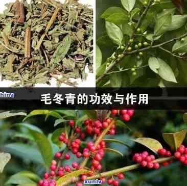 毛冬青茶有什么功效和作用，探秘毛冬青茶：揭秘其神奇的功效与作用