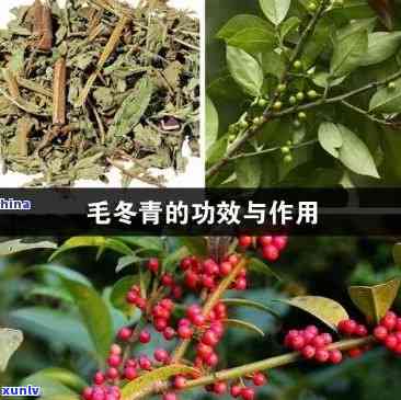 毛冬青茶图片与价格-毛冬青茶有什么功效和作用