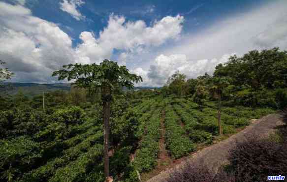 攸乐山属于哪个茶区管，探寻茶叶之旅：攸乐山属于哪个茶区管理？