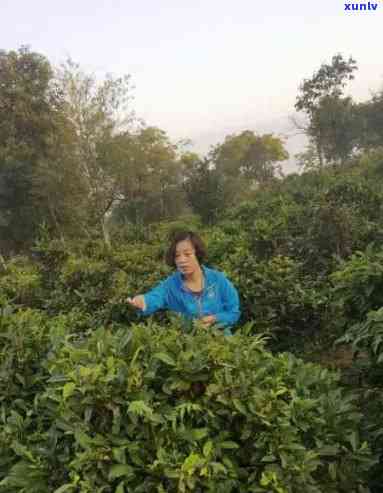 寿高山茶下乡的味道，品尝寿高山茶，体验乡间美味