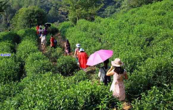 寿高山茶下乡的味道，品尝寿高山茶，体验乡间美味