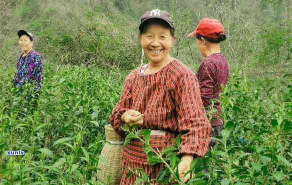 寿高山茶下乡的味道，品尝寿高山茶，体验乡间美味