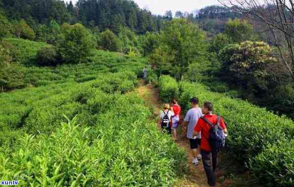 寿高山茶下乡的味道，品尝寿高山茶，体验乡间美味