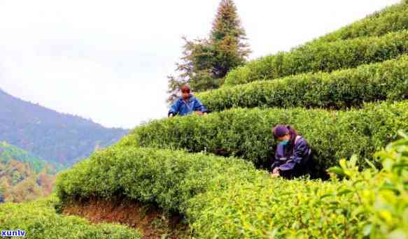 寿高山茶下乡的味道，品尝寿高山茶，体验乡间美味