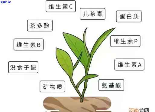 茶叶碳水化合物含量是多少，揭示茶叶中的碳水化合物含量