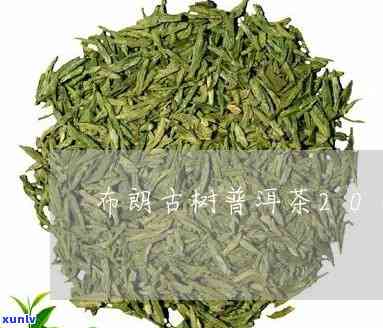 2008年布朗早春新品发布：探索这款独特的茶叶特性