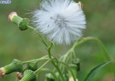 茶叶是性还是凉性-茉莉茶叶是性还是凉性