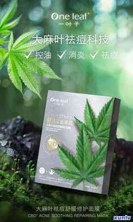 占茶树图片，欣美丽的占茶树：图片集锦