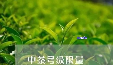 中茶号级茶什么意思-中茶首款号级茶