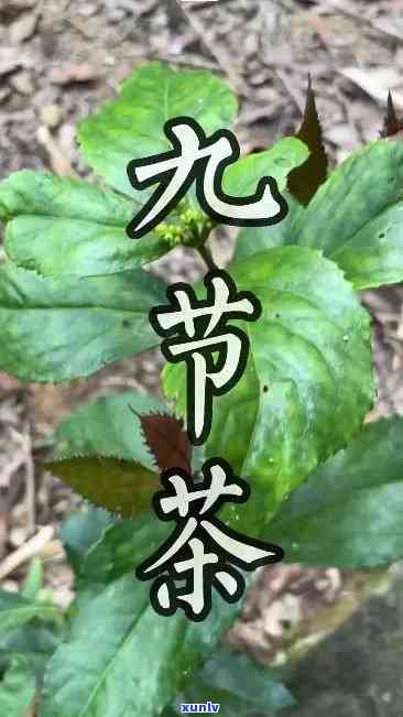 九节茶的用法与用量是多少，详细解析：九节茶的正确用法与用量