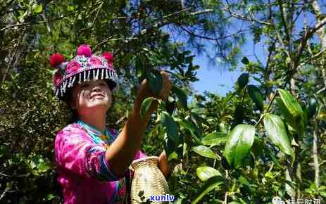 飘花翡翠手链价格，探索美丽：飘花翡翠手链的价格解析与选购指南