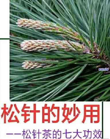 松针茶的副作用用量：多少克或毫克合适？