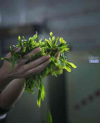 红茶的工艺 *** 过程-红茶的工艺 *** 过程烘干