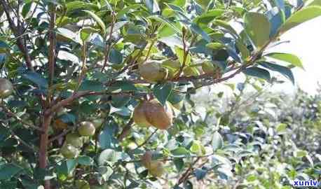 中国十大名茶：采取茶果间种植方式的优势与实践