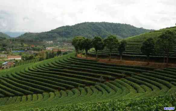 思茶区八大名茶山是什么，探寻思茶区的八大名茶山，品味云南独特的茶文化