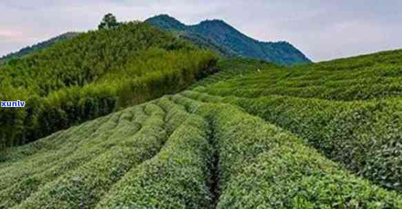 思茶区八大名茶山-思茶区八大名茶山在哪里