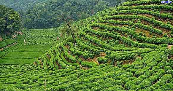 思茶区八大名茶山-思茶区八大名茶山在哪里