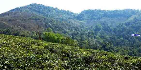 思茶区八大名茶山-思茶区八大名茶山在哪里