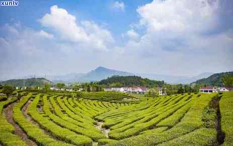 石台硒茶价格表图片-石台硒茶价格表图片大全