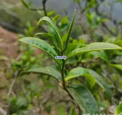 布朗山春茶特点，探秘布朗山春茶：独特的口感与保健功效