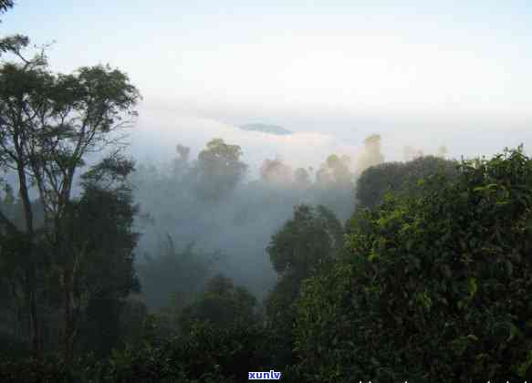 西双版纳6大古茶山介绍，探秘云南西双版纳六大古茶山：历、文化和品鉴