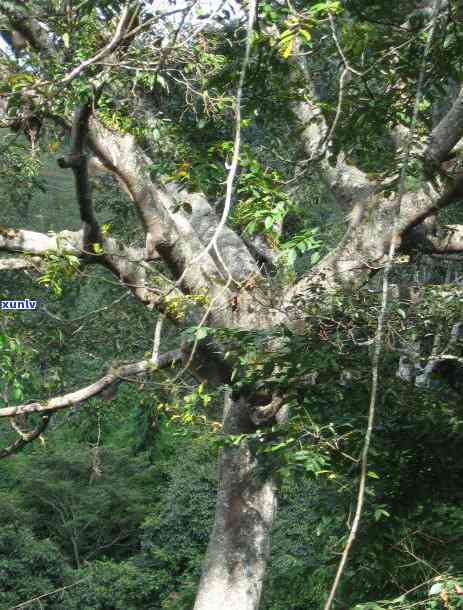 西双版纳六大古茶山，探寻神秘的西双版纳六大古茶山：历、文化和味道