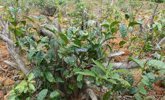 探究布朗山苦茶的独特特点：口感、产地及功效