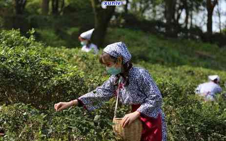 现代常用泡茶的水是哪种水，探讨现代泡茶常用的水源种类