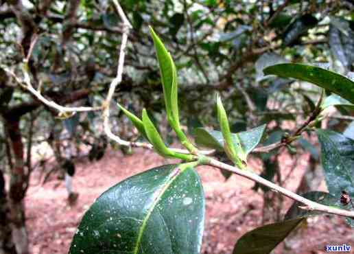 布朗山茶的特点和口感，探秘布朗山茶：特点与口感的完美结合