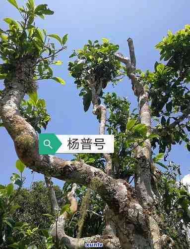 布朗山茶属于什么茶-布朗山茶属于什么茶类