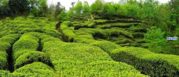 汉中喝茶的地方在哪-汉中喝茶的地方在哪里