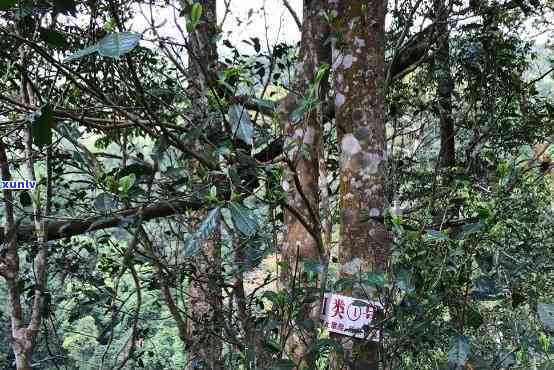 薄荷塘古树树龄达500年，揭秘其悠久历与独特魅力