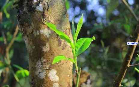 大叶古树茶属于什么茶，揭秘茶叶种类：大叶古树茶属于哪一类？