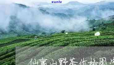 仙寓山野茶价格图片-仙寓山野茶好不好