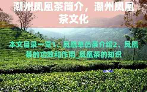 潮州凤凰名茶有哪些品种，探索潮州凤凰名茶：品种大全与口感介绍