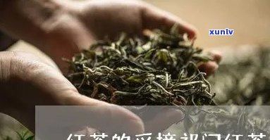 门红茶一年采几，门红茶一年采摘几次？