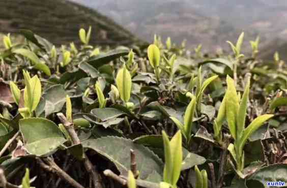 陕西汉中都有什么茶，探寻陕西汉中的茶文化：您不可错过的茶叶种类！