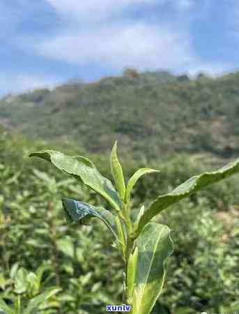 门红茶的功效对肺-门红茶疗效