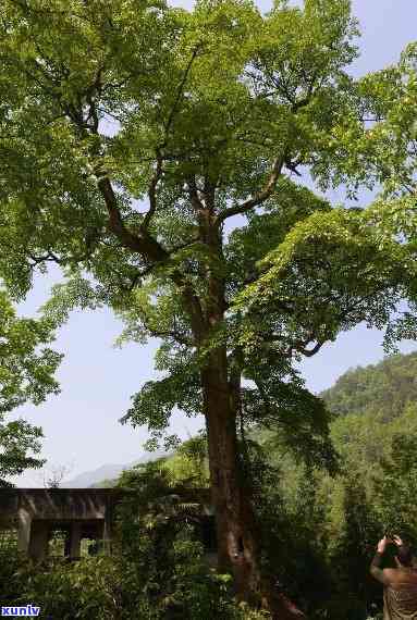 古树申请保护的条件-古树申请保护的条件是什么