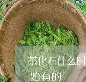 茶化石什么时间喝，饮用时间：何时品尝茶化石最适宜？