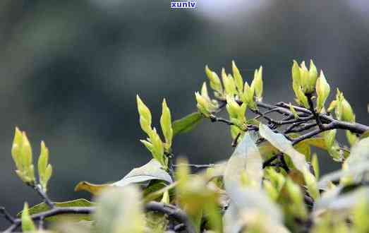 冰种飘花度母-冰种飘花度母牌图片