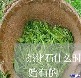 茶化石的历有多久-茶化石的历有多久了