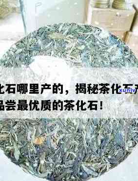 茶化石：如何区分等级？全图解析与价格指南