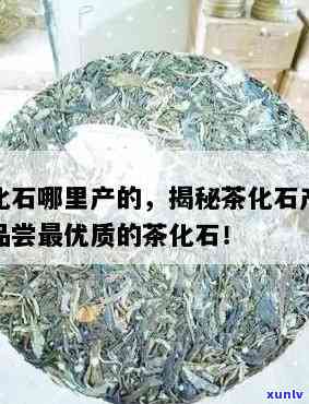 茶化石口感怎么样好喝不好喝，《品鉴茶化石：口感独特，好喝程度如何？》