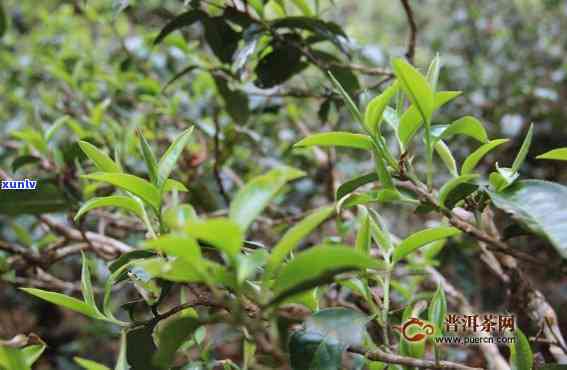 景迈山大树茶多少钱-景迈山大树茶多少钱一斤