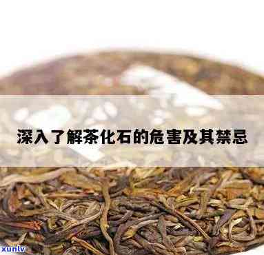 茶化石的禁忌是什么呢，探秘茶化石：了解其禁忌与注意事