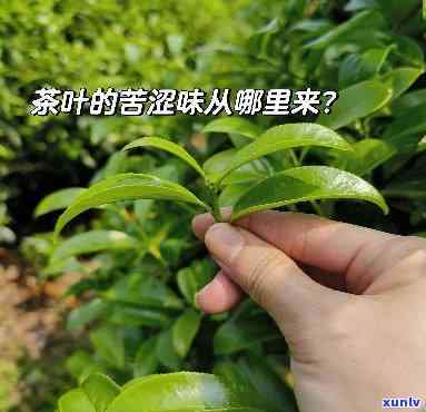 茶的苦是什么物质，揭示茶叶中的苦味物质：你所不知道的秘密