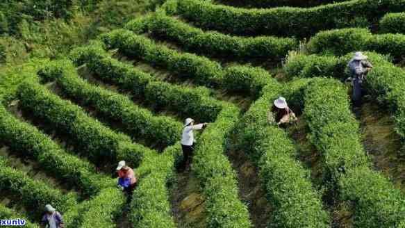 天林茶业，探索高品质茶叶：天林茶业的越之旅